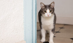 Как защитить дверь от когтей животных и царапин: решения для входных и межкомнатных дверей